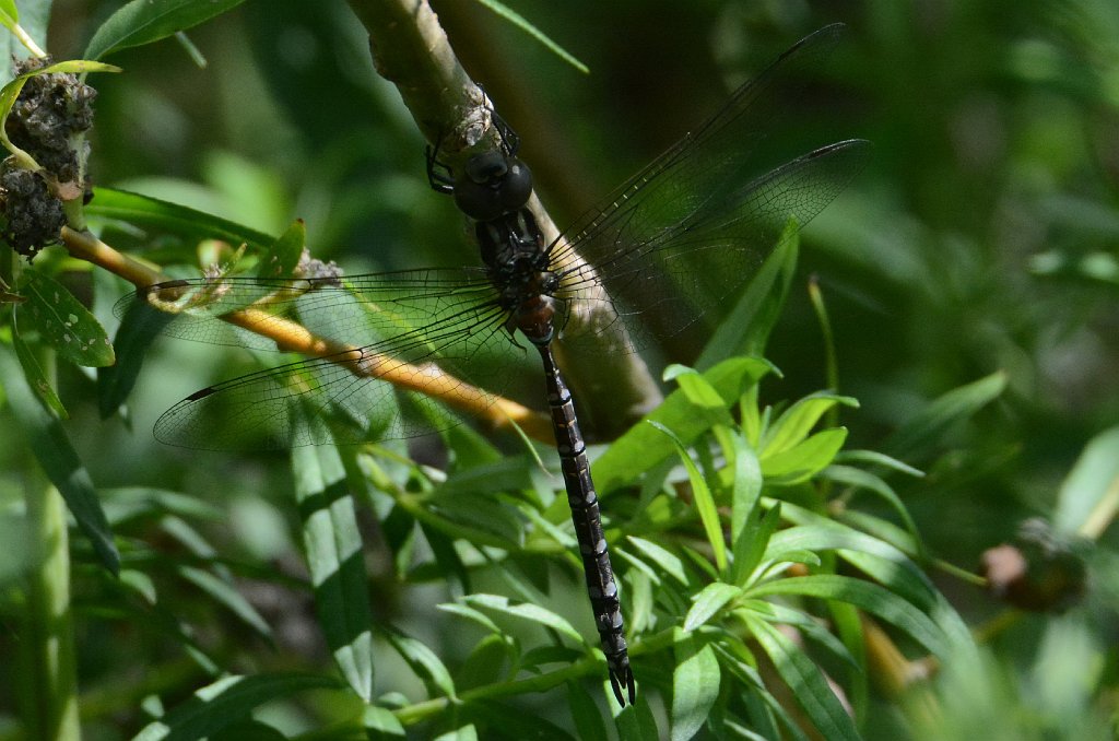 104 2015-07234273 Broad Meadow Brook, MA.JPG - Springtime Darner Dragonfly (Basiaeschna janata). Broad Meadow Brook Wildlife Sanctuary, MA, 7-23-2015